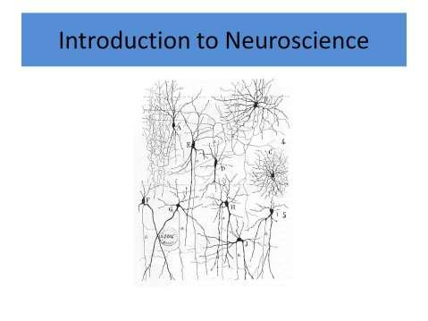- Neuroplasticity - Neural Networks - What are memories/things we learn?