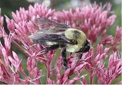 Co-evolution Bumblebees and the flowers they pollinate have