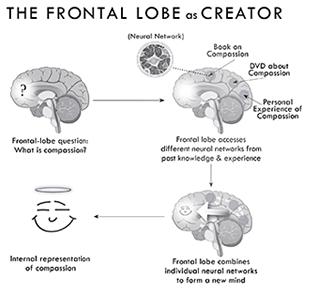 Frontal lobe: (home of the you and the me ) The seat of our freewill, learning, intention, invention, attention, speculation, decision making, behavior control, and focused concentration.