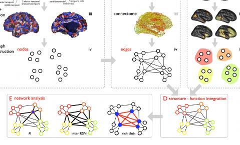 full view Rich clubs form for highest traffic patterns VandenHeuvelandSporns Structural-Functional Networks in Human 20 Cortex J.Neurosci.