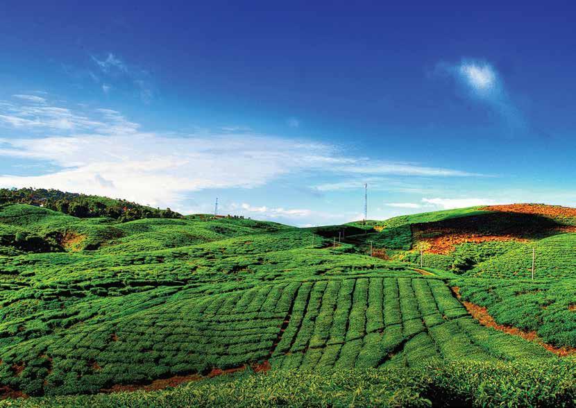 Tea Garden to What was once a part of a tea garden is now an