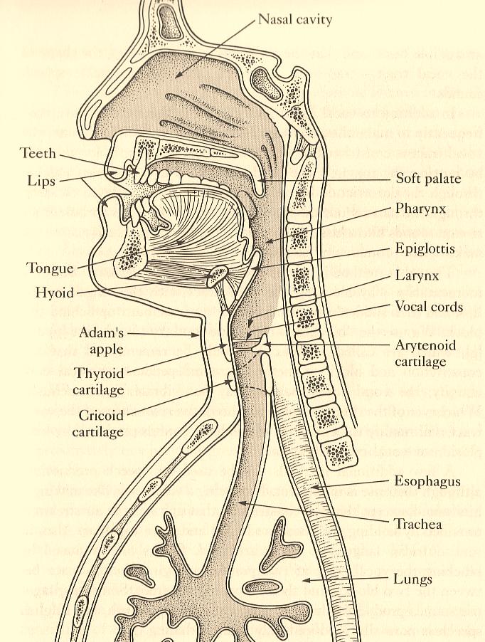 vocal tract [G.