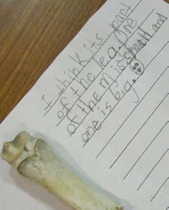 2 Writing was simple: Students labeled the bones,