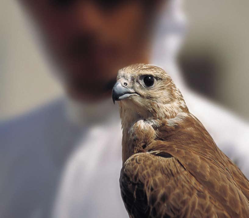 insider LOCATIONS Spend part of your meeting at the Abu Dhabi Falcon Hospital Treat your delegates to a once-in-a-lifetime experience at the Abu Dhabi Falcon Hospital.