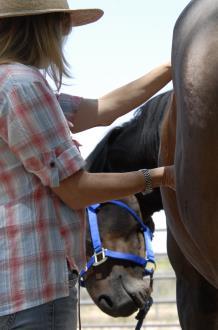 1 In-person Equine Facilitated Learning (EFL) Certification Intensive with the horses Equine Facilitated Learning (EFL) Advanced Skills and Certification Intensive includes additional training in