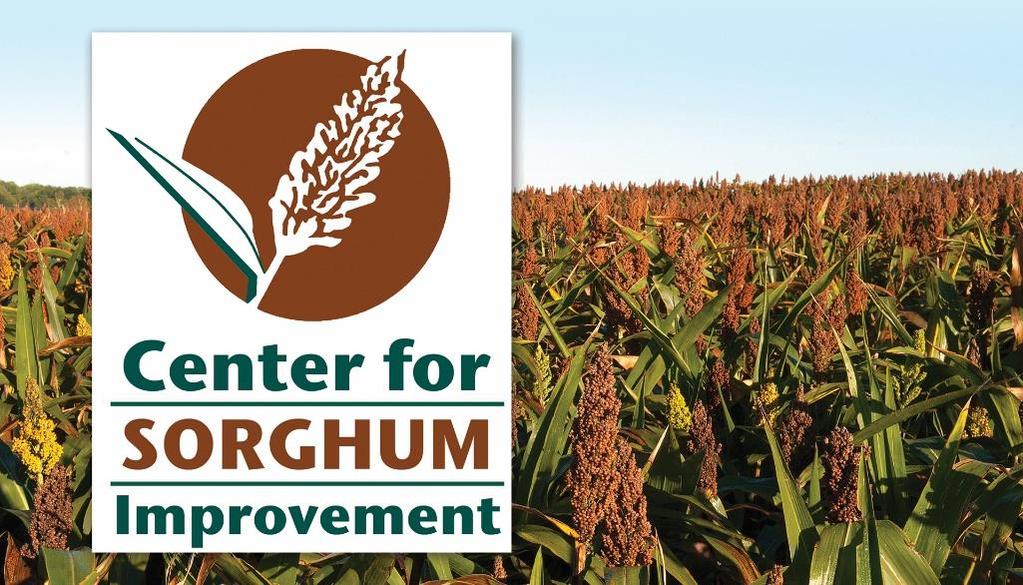 for Sorghum Improvement is a new collaborative partnership based at
