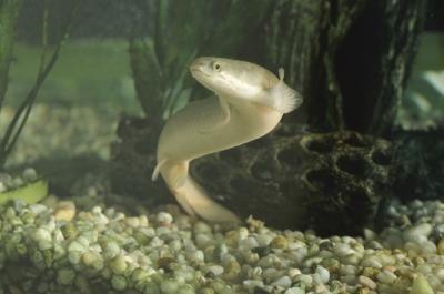 Vocabulary sniggle To fish for eels by lowering a