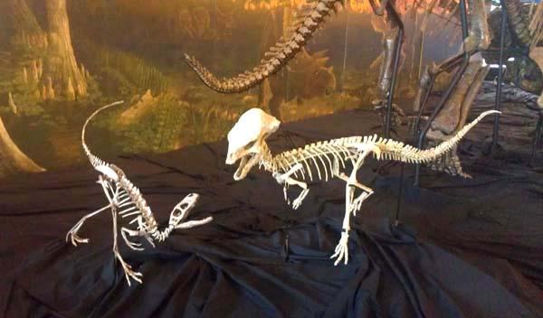 Expedition Dinosaur At sixteen feet long and six feet high at the hip, Nanotyrannus represents a new,