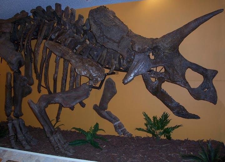 Expedition Dinosaur Cheryll is an adult Triceratops that was excavated from South Dakota s Hell Creek Formation by the Museum s paleontologists during the 2003 field season.