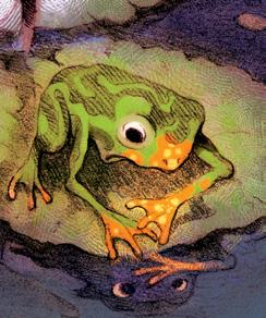 Caught between two worlds, Spark was exactly like every other frog in his pond with one notable exception. Spark emerges from a tadpole with a slight but noticeable orange spot.