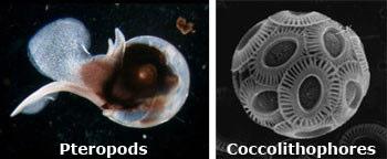Red and orange indicate areas in the oceans where organisms can form shells easily.