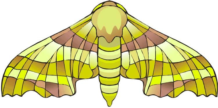 50 (moth)