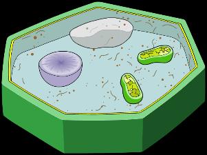Remember to label and annotate the organelles. Add a label indicating how big your cell is in real life. Extension What is the function of your cell? Is it animal, plant, bacteria or fungi?