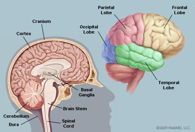 Introduction and Overview 9 Figure 1.3: (Right) The right hemisphere s cortex s lobes. credited for this, with his work based upon the research done by Richard Caton.