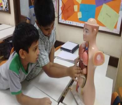 An inquiry into human body systems Students explored the key concept- function.