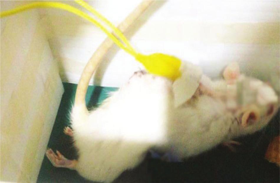 stimulation/biped (S/B), and three rats for stimulation/creep (S/C).