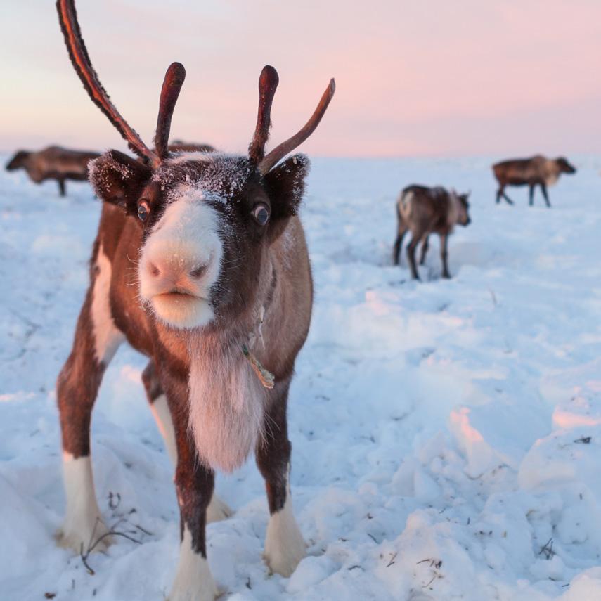 (Left & Right) A reindeer stands apart from the herd of Nenets reindeer in Siberian Russia. Credit: Evgeniy Volkov; (Center) A small Sami village in Saltdal, Nordland, Norway.