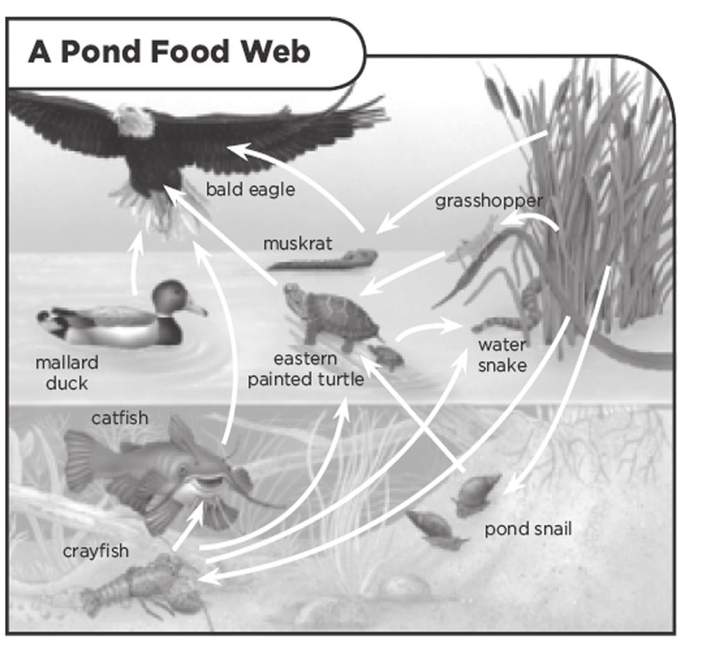 Visual Literacy in Life Science: Insect Metamorphosis Figure 6.9 A Pond Food Web Source: Hackett, J. K., R. H. Moyer, and J. Vasquez. 2008. Science A Closer Look. Grade 3, Visual Literacy.