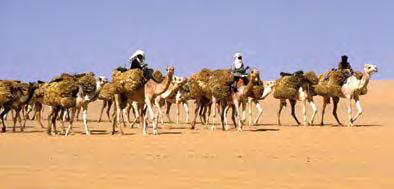 In caravans, most of which include camels, they travel across the Sahara Desert to Bilma, an oasis in Niger.