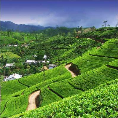 Sri Lanka (Ceylon) Tour 16 Day Conducted Tour for only$4,575 per person twin share.