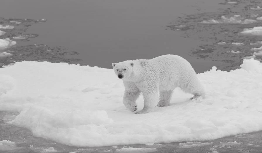 Last updated: 09/08/2015 Ancillary Material Image Set 1 Polar Bear Picture Description: This is a picture of a polar bear walking on all four legs on a chunk of ice.