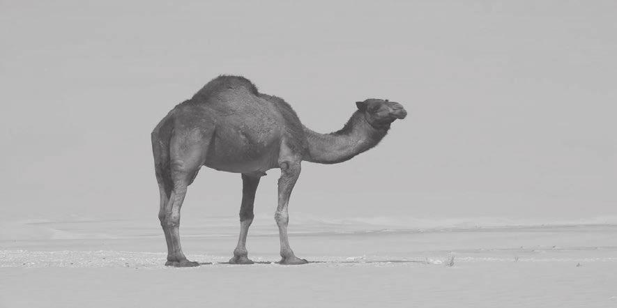 Used by permission. Camel Part 5: Appendices Picture Description: This is a picture of a camel walking on four legs in the desert. She has fur and a hump on her back.