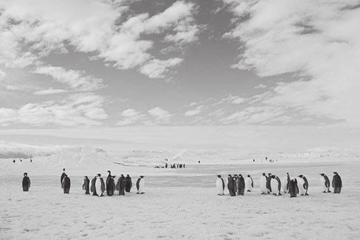 Image 2 Cold Desert Picture Description: The picture shows a cold desert where the ground is covered with snow and ice. There are large groups of penguins standing together.