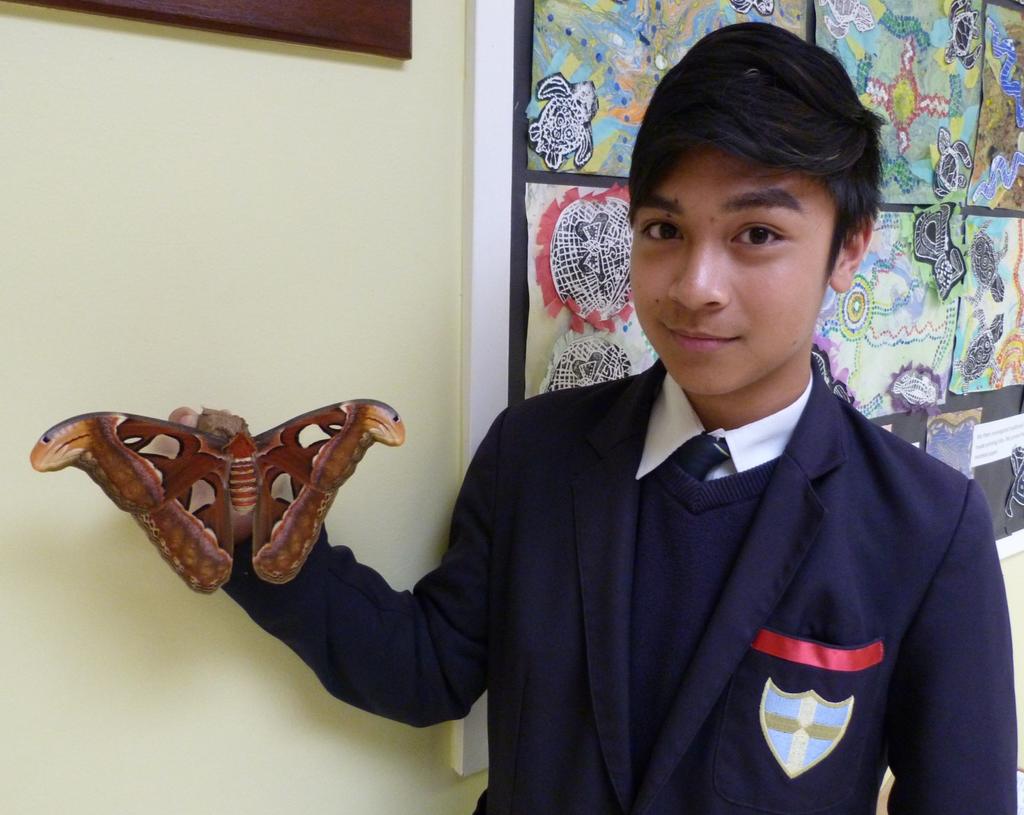 Giant Atlas Moth Blue Coat students have encountered a giant Atlas moth as part of their Science lessons.
