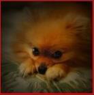 Pomeranian our model and the