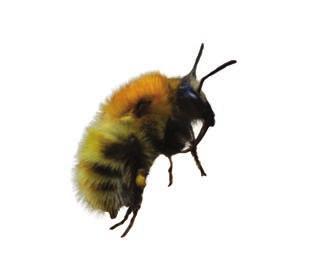 Scott Nikaido, UH honeybee researcher, said that multiple individuals were stung and the bees were observed flying several hundred feet away from the hive.