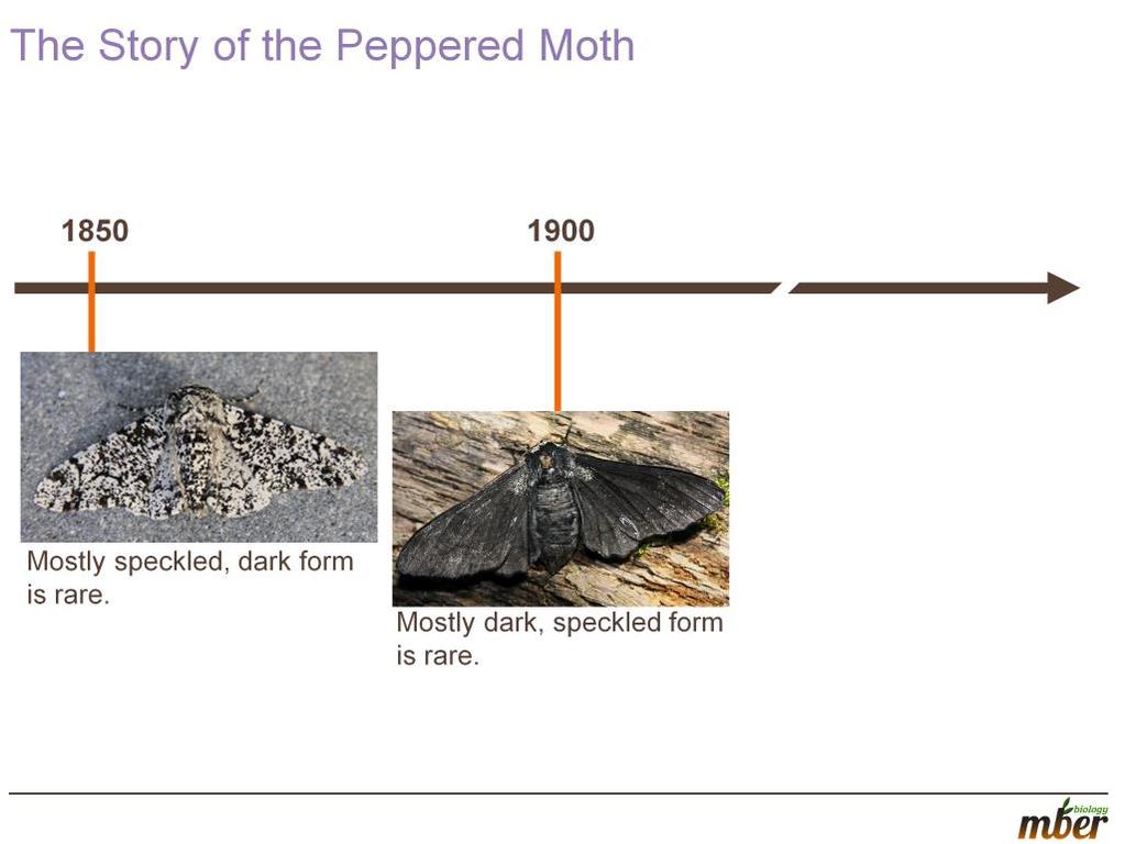 TEACHER NOTES: Our first story is about peppered moths in England. Before 1800smost all pepper moths were speckled. The first dark peppered moth was collected in 1848.