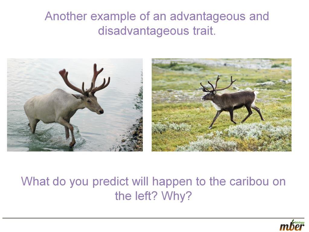 Show this comparison between a normal caribou versus an albino.