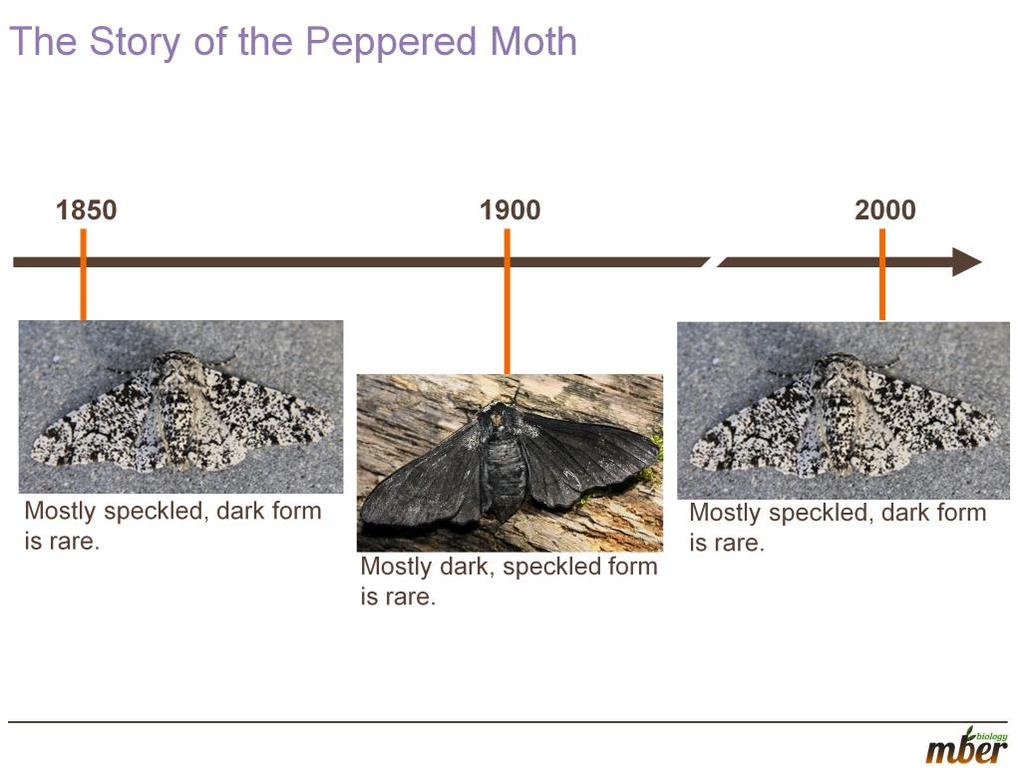 TEACHER NOTES: Our first story is about peppered moths in England. Before 1800smost all pepper moths were speckled. The first dark peppered moth was collected in 1848.