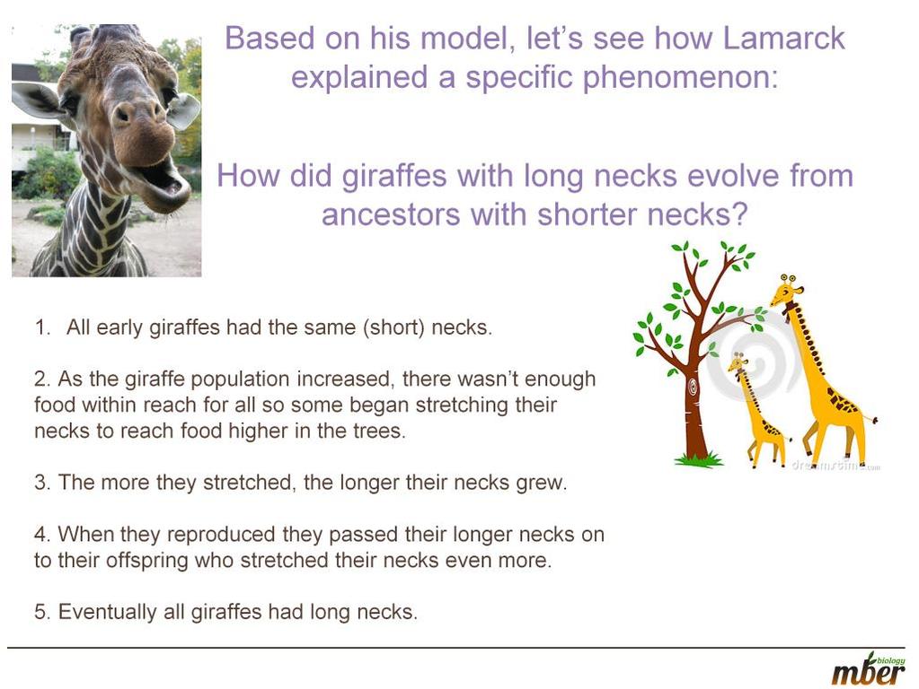 Review Lamarck s model based explanation for how long necks evolved in