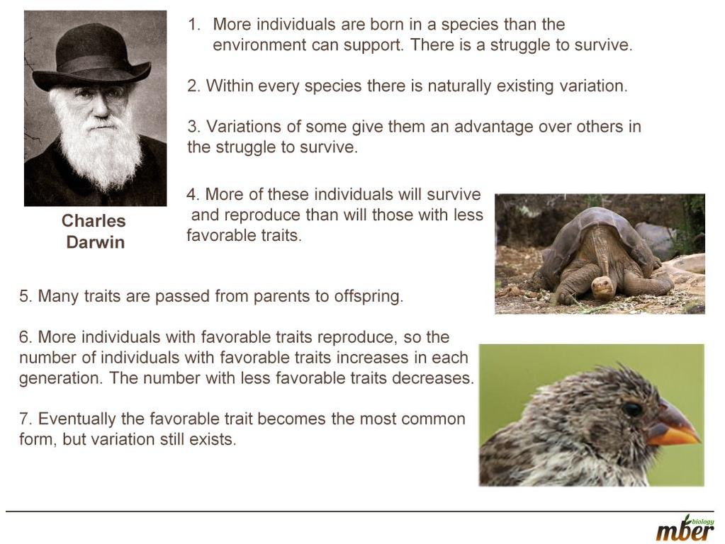 Since students have already learned about the Galapagos, they might find Darwin s studies interesting, so you can add in information to these slides to communicate that