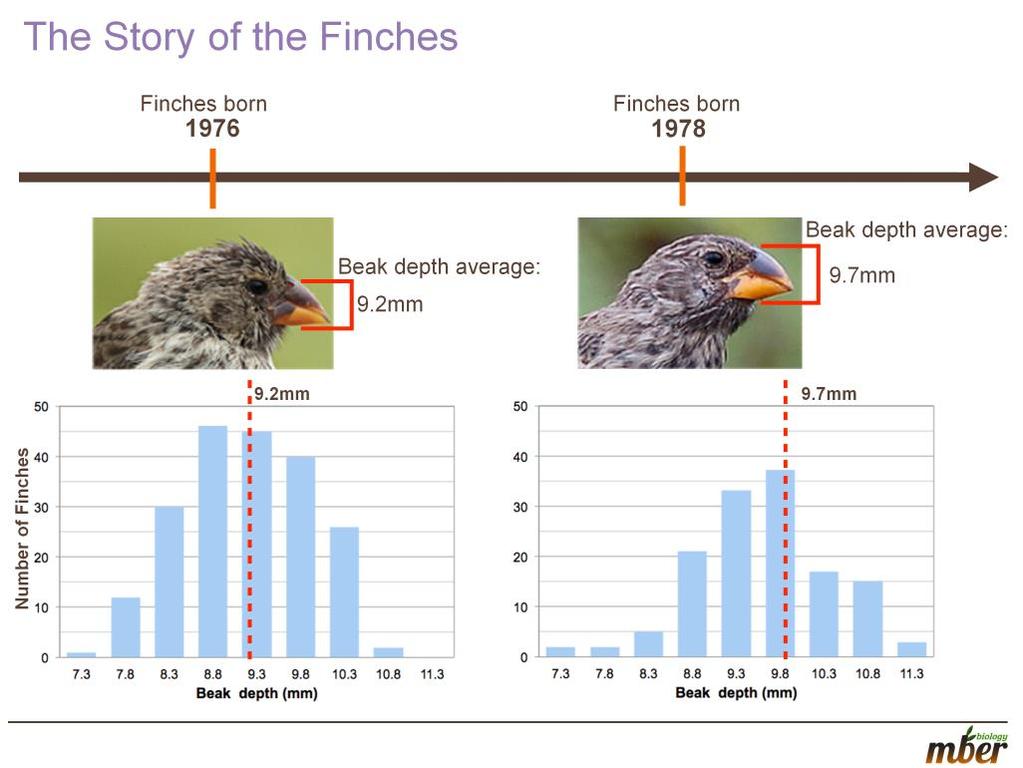 TEACHER NOTES: Our third story is about Darwin s finches.