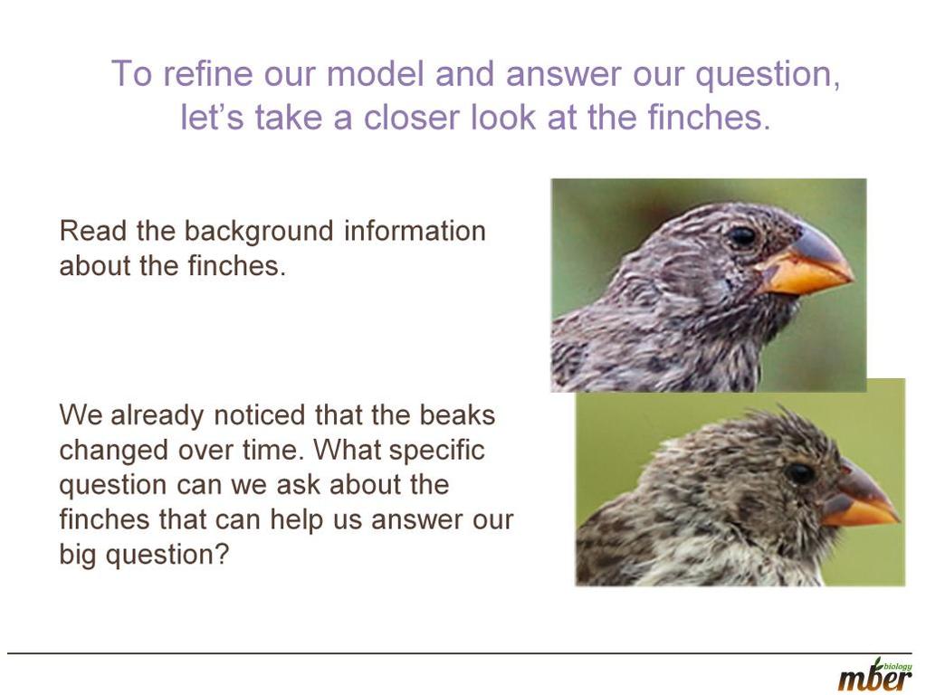 Tell students that in order to refine our model and to answer our question, we re going to return to the finches.