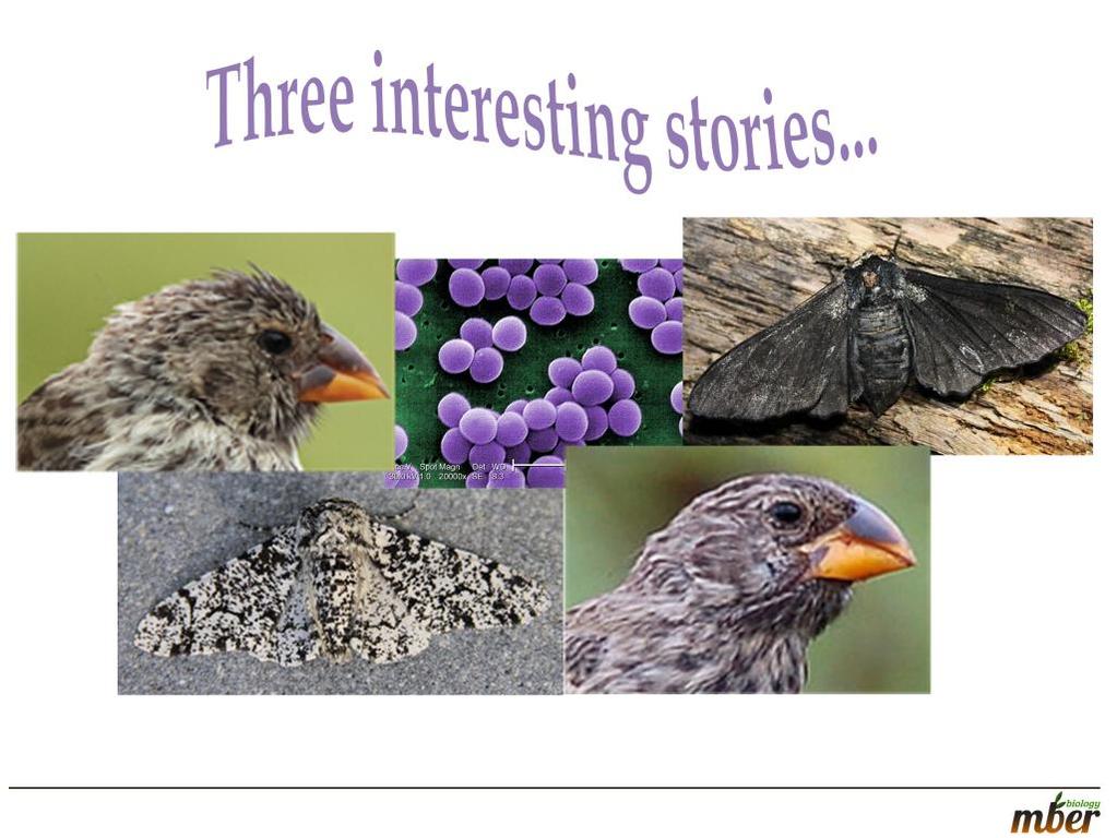 We will explore these questions by starting with three interesting stories.