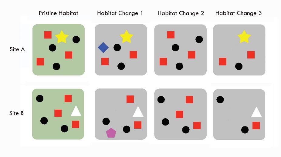 A conservation organization was working with a community to determine how different habitat changes affected the alpha and beta-diversity at two different locations sites A and B.