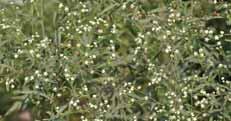 28. PROBLEM SOLVING The guayule plant, which grows in the southwestern United States and in Mexico, is one of several plants that can be used as a source of rubber.
