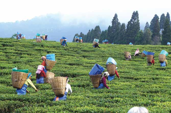 ASSAM Tea Estate, Assam Rating Don Bosco graduates are outstanding professionals in their respective fields.