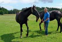 Visu vasaru ganībās Savijärvi bioloģiskā lauku saimniecība Dienvidsomijā specializējas zirgu pansijas nodrošināšanā un zirgu audzēšanā, galvenokārt zirgu izmantošanai pajūgu braukšanai.