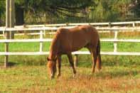 Sandija Zēverte-Rivža Attēlā: Aploks ar dažādu teritoriju un daļēju apmežojumu Brīva pārvietošanās pa dabisku vidi var palīdzēt, ja ar zirgu bieži tiek jāts pa mākslīgu segumu, kā tas ir, trenējot