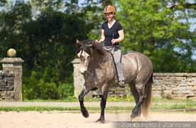 Montija Robertsa dabiskās zirgu apmācības metodes instruktora Raivo Saļma pieredze rāda, ka dažreiz nav iespējama viennozīmīga atbilde, ja runa ir par zirgu apmācību.