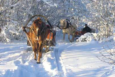 Vietējo zirgu šķirņu izmantošana tūrisma pakalpojumu sniegšanā: Tihuse staļļa piemērs Igaunijā Tihuse stallis Sāremā salā piedāvā pārgājienus un izjādes ar zirgiem, jāšanai izmantojot Igaunijas zirgu