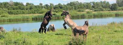 Savvaļas zirgu turēšana kā inovatīvs segments zirgkopībā Līdztekus tradicionālajai zirgkopības nozarei, Eiropā aktīvi ir aizsākusies vairāku zirgu šķirņu pieradināšana dzīvei savvaļas vai pussavvaļas