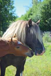 PRIEKŠVĀRDS Laikā, kad zirgs vairs nav nepieciešams dažādu lauksaimniecības darbu veikšanai, aktuāls kļūst jautājums, kā būt konkurētspējīgam un inovatīvam zirgkopības nozarē šodien?