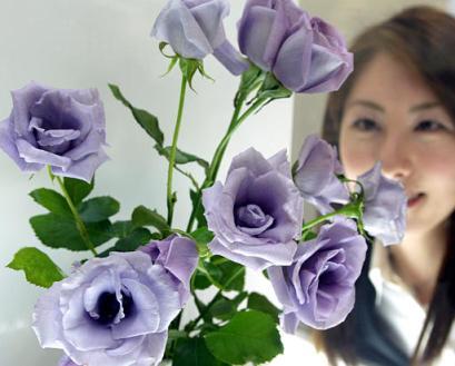 Ảnh 5. Hoa hồng biến đổi gien có màu tím. Nguồn:http://www.valentine.gr Về mặt y học: vắc xin và thuốc thường đòi hỏi chi phí cao để sản xuất và bảo quản 9.
