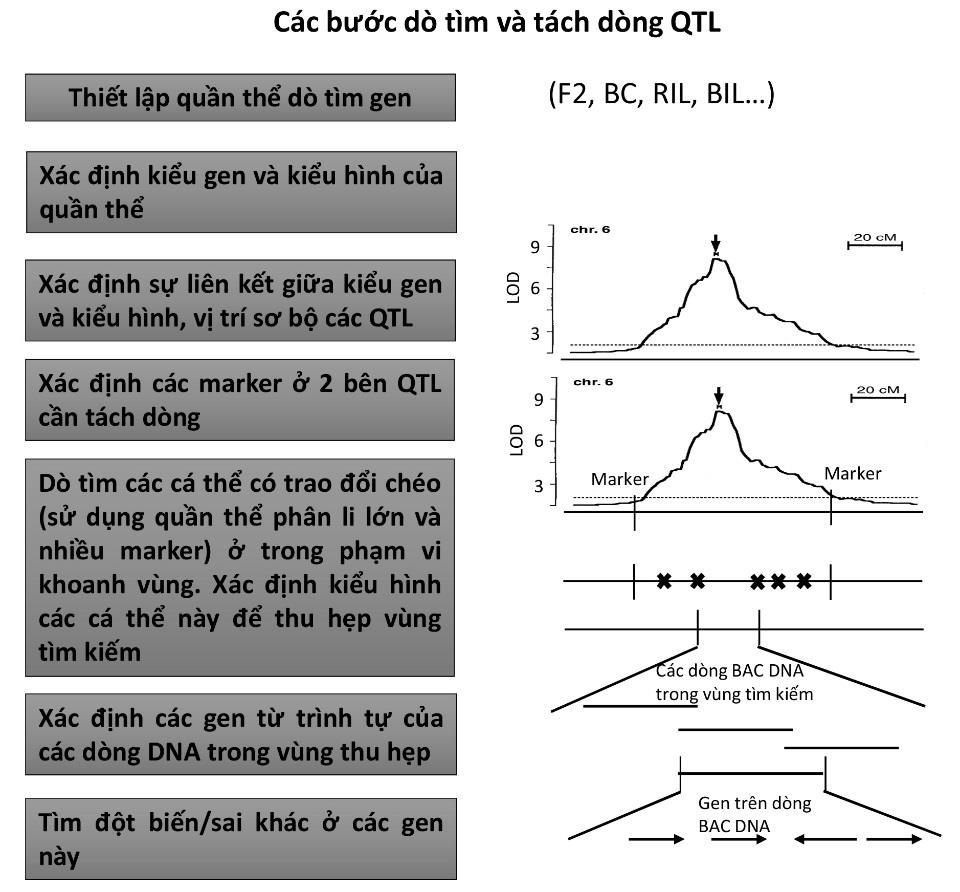 Phân tích QTL ở thực vật khoanh vùng các vị trí có thể có liên quan đến tính trạng cần nghiên cứu. Để tiếp tục tìm ra chính xác gene ảnh hưởng, họchọn QTL có giá trị lớn nhất để phân lập.