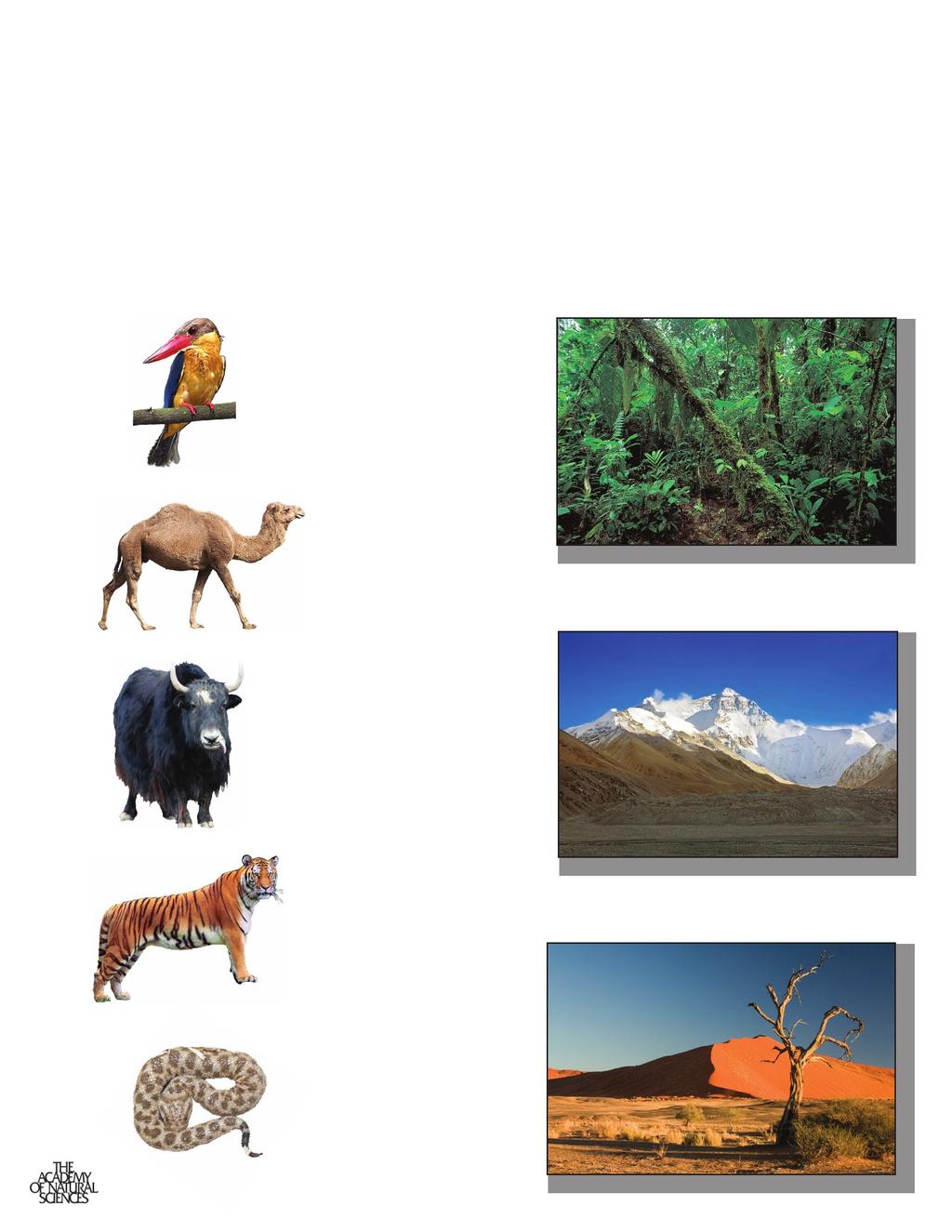 Where Do I Belong? Match the animals below to the habitat you think they live based on what you have learned so far.